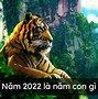 2022 Là Mệnh Gì Hợp Màu Gì